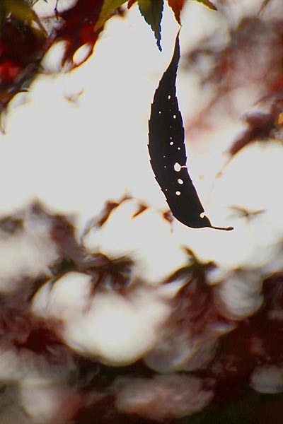 f0131611_07070287.jpg