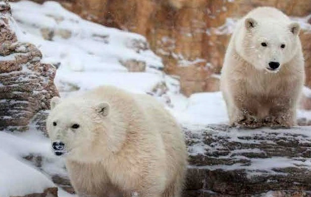 カナダ・ウィニペグ、アシニボイン公園動物園で保護された野生の双子孤児兄弟が一般公開となる_a0151913_11263759.jpg