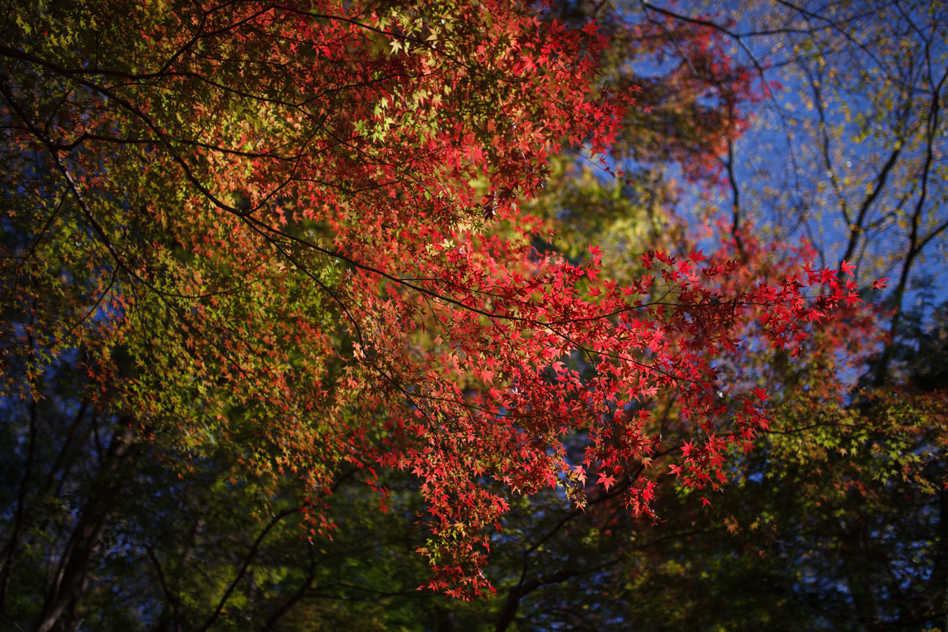 嵐山渓谷の紅葉_c0369219_15125802.jpg