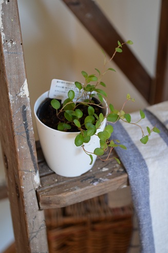 ■セリアの100円観葉植物の実力。_d0350221_12264200.jpg