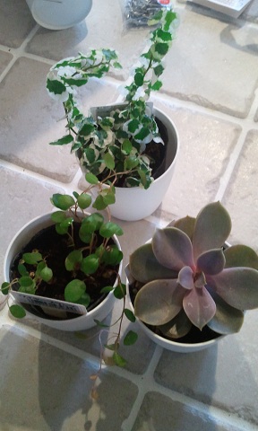 ■セリアの100円観葉植物の実力。_d0350221_12264208.jpg