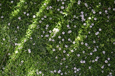 リビングのイメチェン 芝生がわりに植えたクラピア Home Aholic