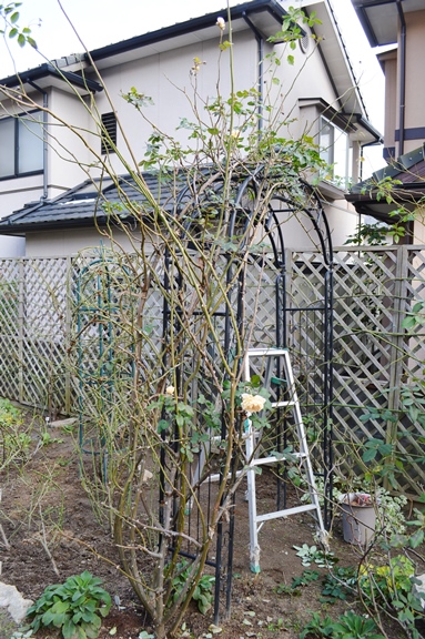 アーチへの誘引ギブアップ クラウン プリンセス マルガリータ Doriのお気に入り