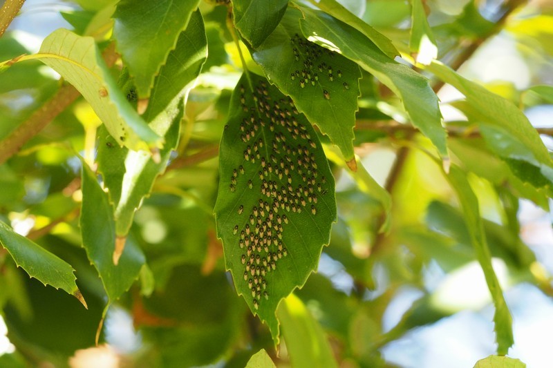 c0369423_20354475.jpg