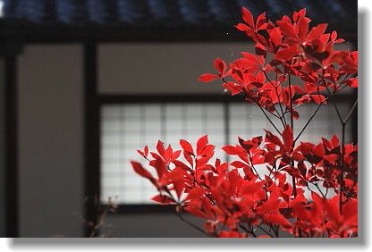 鷹峰の常照寺、光悦寺、吟松寺へ_d0038630_10321775.jpg