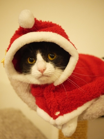 2015年12月13日ゆきねこクリスマスニャーティーゆきねこ雑貨店開催のお知らせ。_a0143140_22381835.jpg