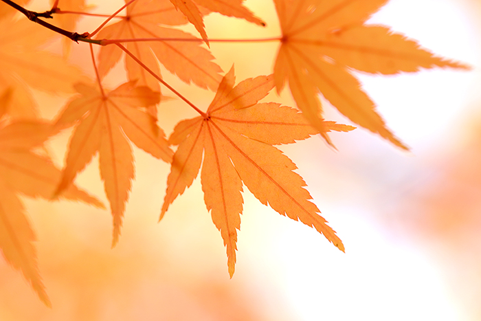 紅葉_b0049843_20462740.jpg