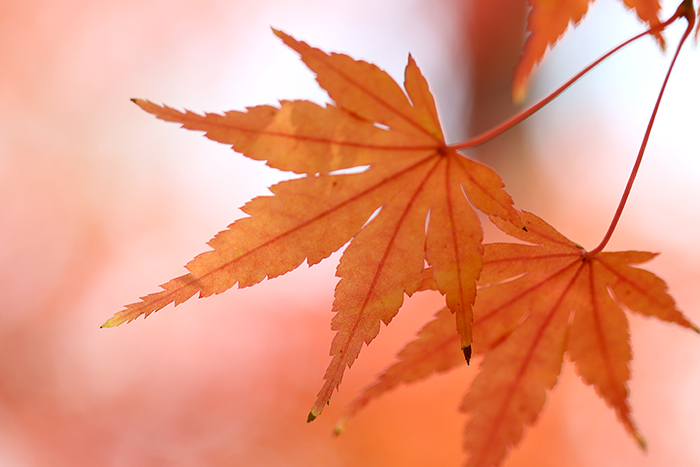 紅葉_b0049843_20464263.jpg