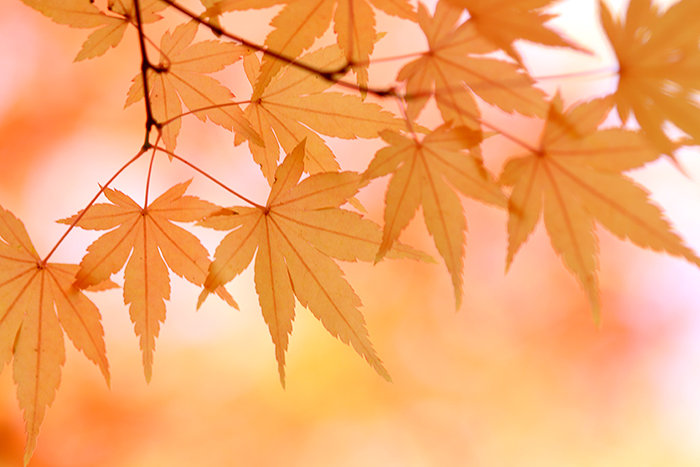 紅葉_b0049843_20465127.jpg