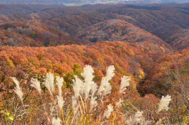 大山の紅葉_d0002247_0241582.jpg