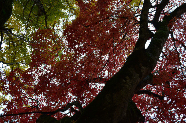 大山の紅葉_d0002247_0285132.jpg