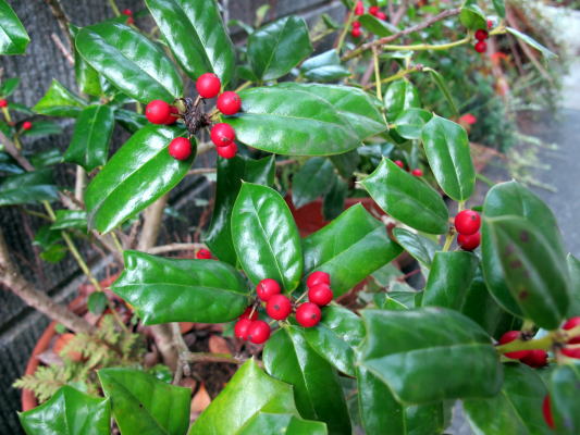 クリスマスホーリーの赤い実 リリ子の一坪ガーデン