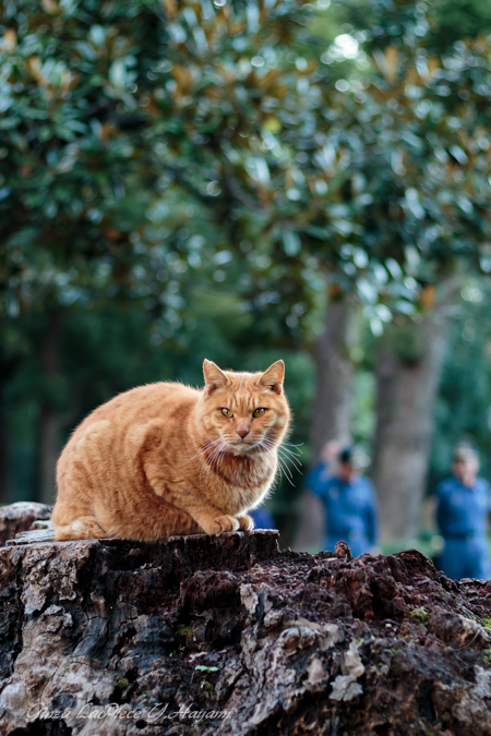 猫のいる風景　日比谷公園　切り株のチャッピー_b0133053_0541100.jpg