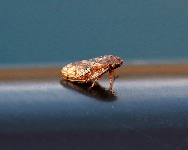 c0305565_17585246.jpg