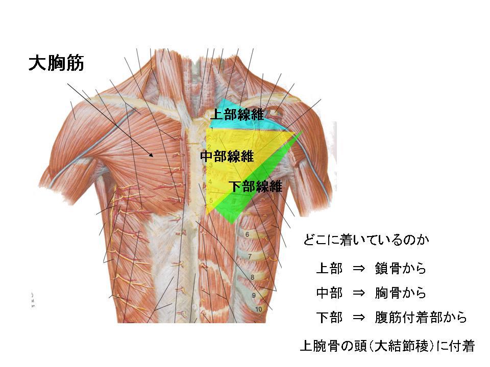 パフォーマンスを高めるストレッチ（胸郭、胸部）_c0362789_11575309.jpg