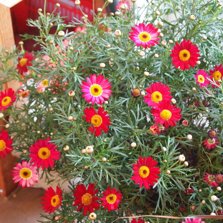 マーガレット、室内でも花盛り_a0292194_20103672.jpg