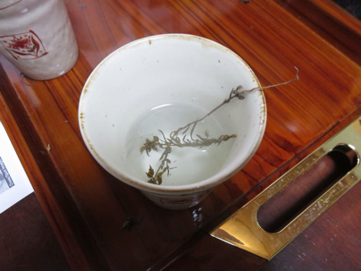 センブリ茶 研究者のはしっこ