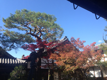 京都　妙心寺（大法院・退蔵院）等持院_d0321300_1654461.jpg