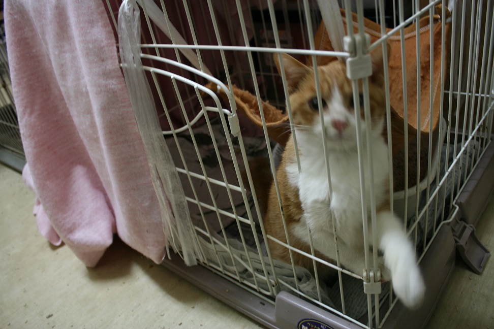 カイロのお礼と里親会の案内_f0242002_1155411.jpg