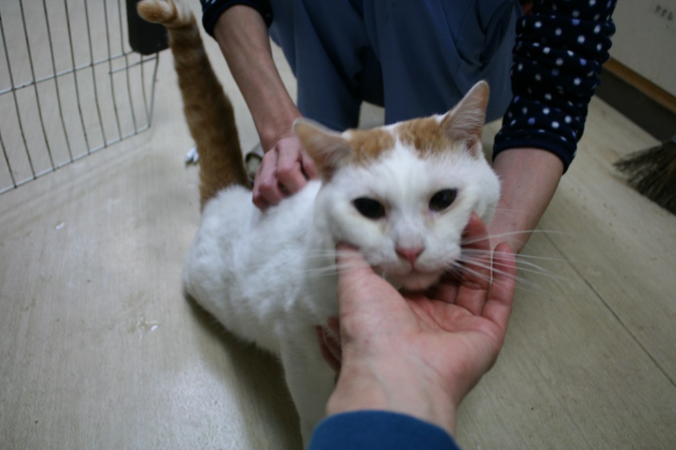 カイロのお礼と里親会の案内_f0242002_1161151.jpg