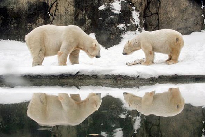 アメリカ・オレゴン州ポートランド、オレゴン動物園のコンラッドとタサルの双子が31歳となる_a0151913_14214557.jpg
