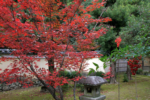 紅葉だより51 鹿王院_e0048413_22153069.jpg