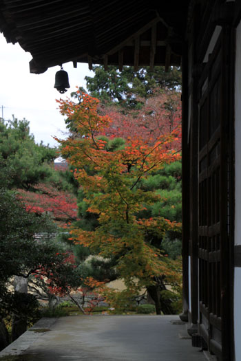 紅葉だより51 鹿王院_e0048413_2215406.jpg