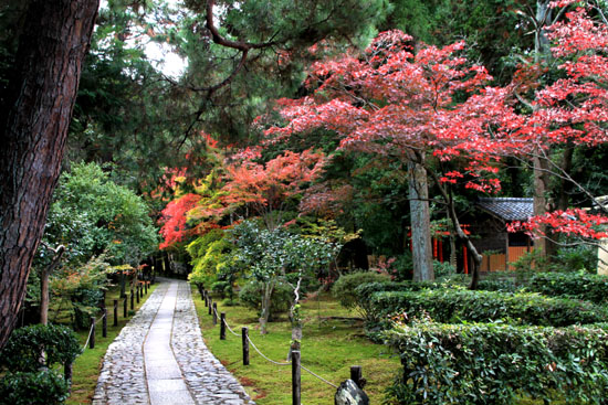 紅葉だより51 鹿王院_e0048413_22155579.jpg