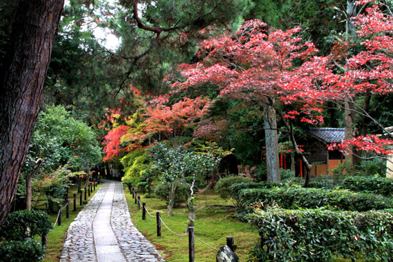 紅葉だより51　鹿王院_e0048413_22155579.jpg