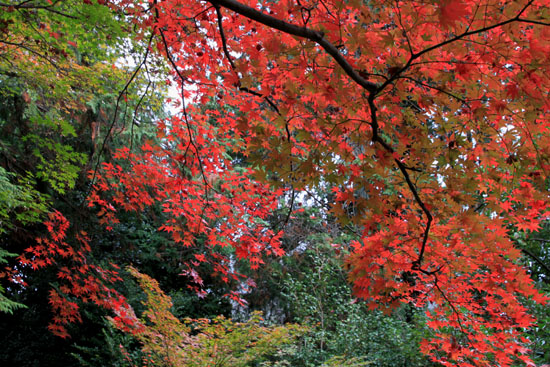 紅葉だより51 鹿王院_e0048413_2216242.jpg