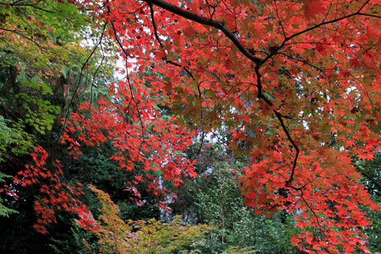 紅葉だより51　鹿王院_e0048413_2216242.jpg