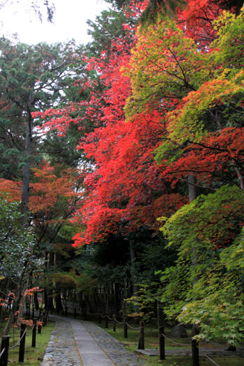 紅葉だより51　鹿王院_e0048413_2216513.jpg