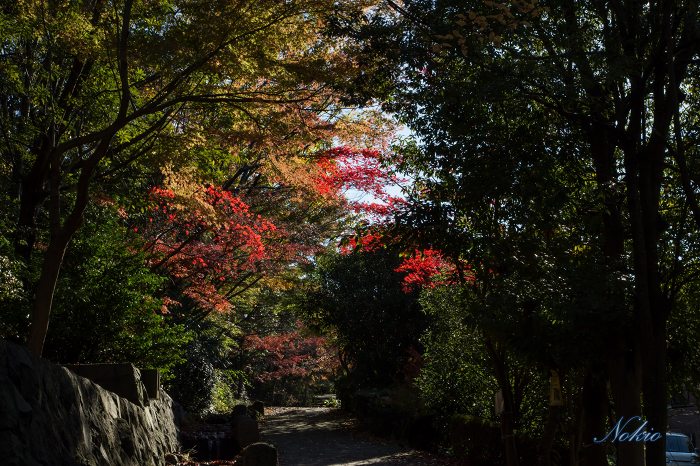 緑道の紅葉_f0173817_112974.jpg