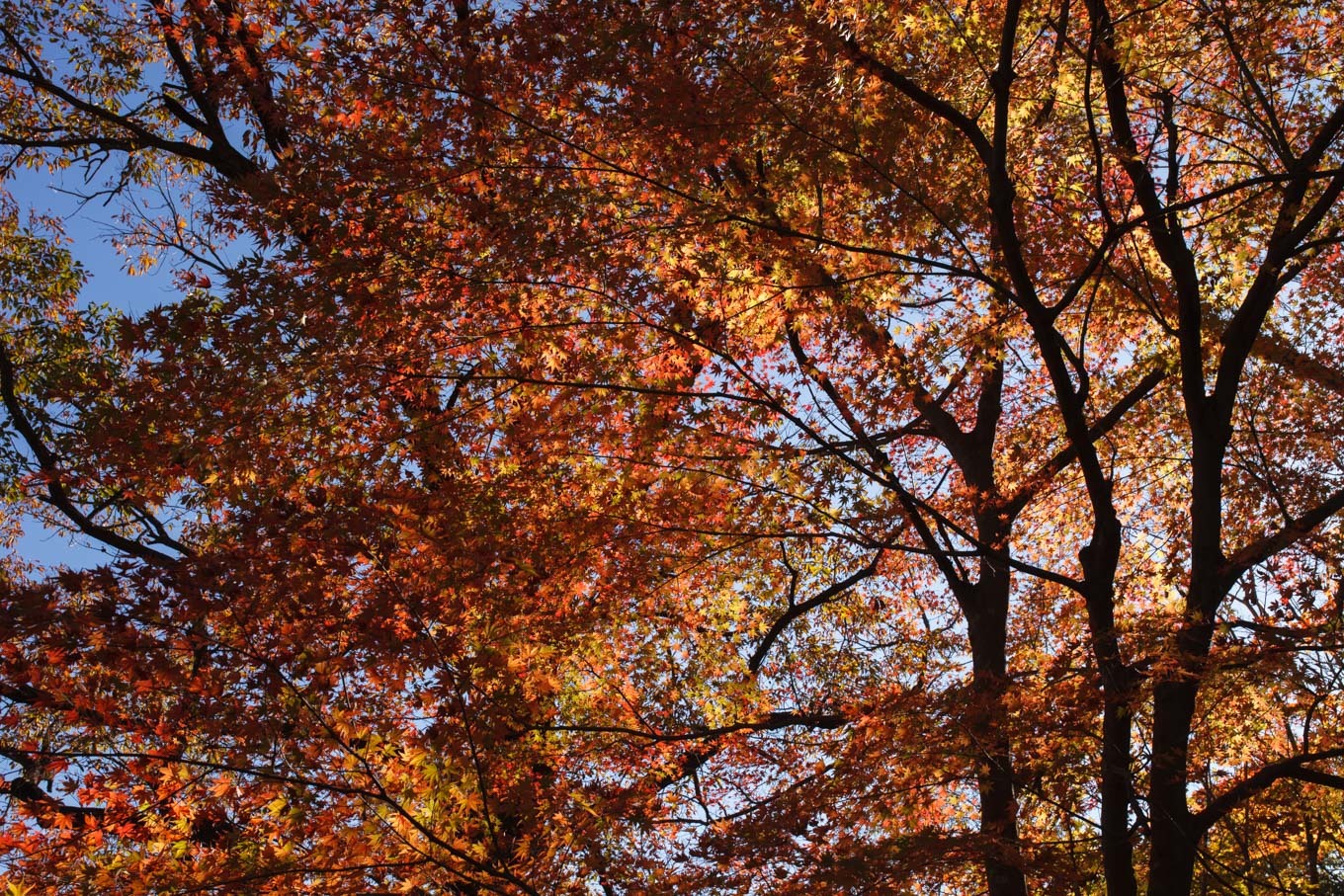 嵐山渓谷の紅葉_c0369219_00442645.jpg