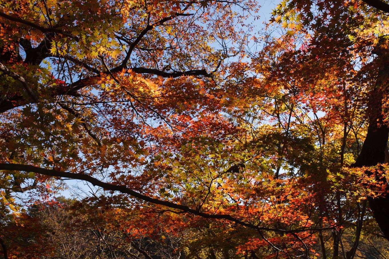 嵐山渓谷の紅葉_c0369219_02014204.jpg