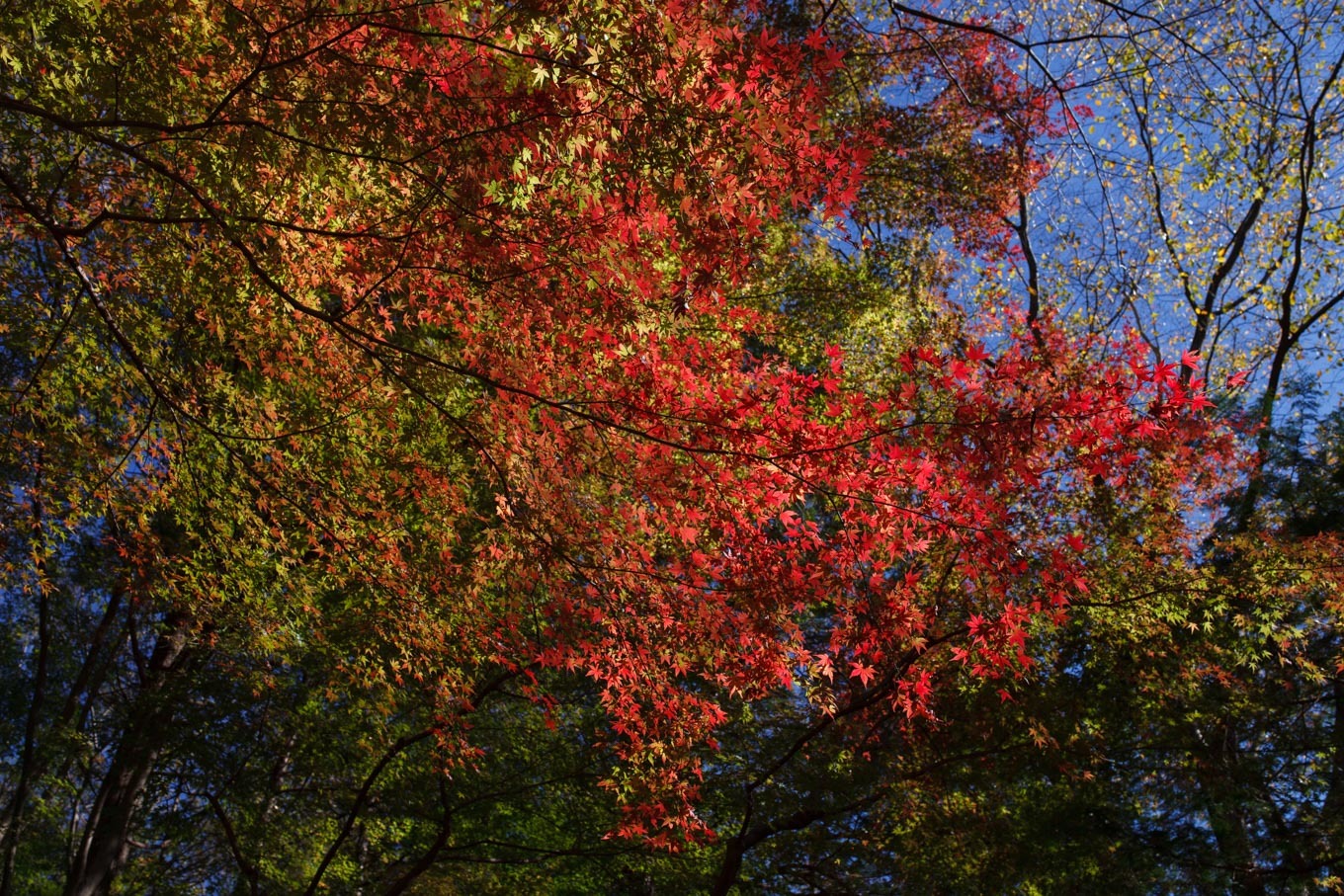 嵐山渓谷の紅葉_c0369219_02391746.jpg