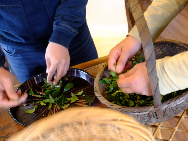 「熊本・水俣　天の製茶園でのお茶作り、地元料理ランチ」_a0000029_19592676.jpg