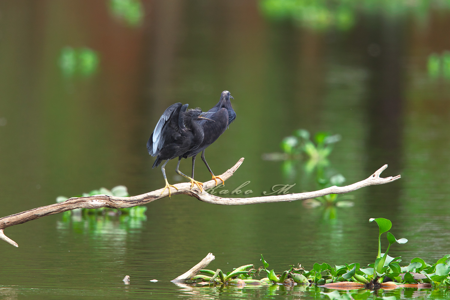 クロコサギ Black Egret ぼちぼち と 野鳥大好き O