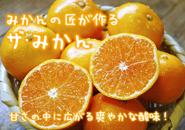 ザ・みかん　晩生（おくて）みかん「金峰」｢青島｣の収穫!!大人気商品のため出荷は年内は3回のみ!!_a0254656_16505324.jpg