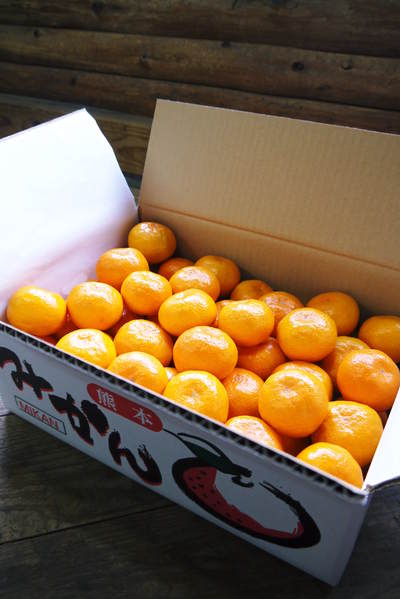 ザ・みかん 晩生(おくて)みかん「金峰」「青島」の収穫!!大人気商品のため出荷は年内は3回のみ!!_a0254656_1652156.jpg