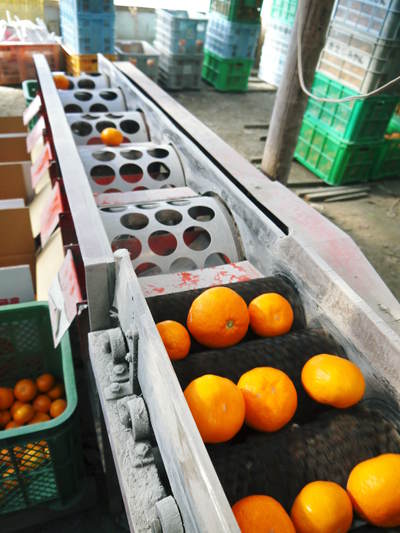 ザ・みかん 晩生(おくて)みかん「金峰」「青島」の収穫!!大人気商品のため出荷は年内は3回のみ!!_a0254656_18563111.jpg