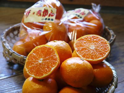 ザ・みかん 晩生(おくて)みかん「金峰」「青島」の収穫!!大人気商品のため出荷は年内は3回のみ!!_a0254656_19172920.jpg
