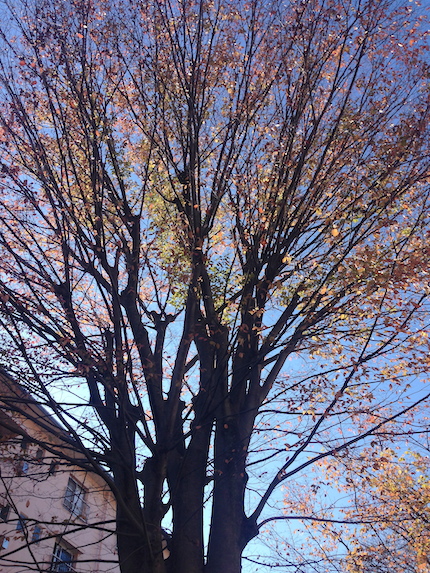 f0054859_1645310.jpg