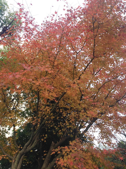 f0054859_1652163.jpg