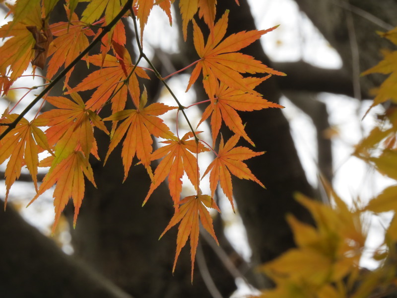 千葉　八千代市　貝殻亭　近くのもみじ　紅葉_e0117266_12373172.jpg