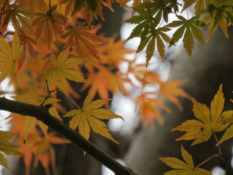 千葉　八千代市　貝殻亭　近くのもみじ　紅葉_e0117266_12390152.jpg