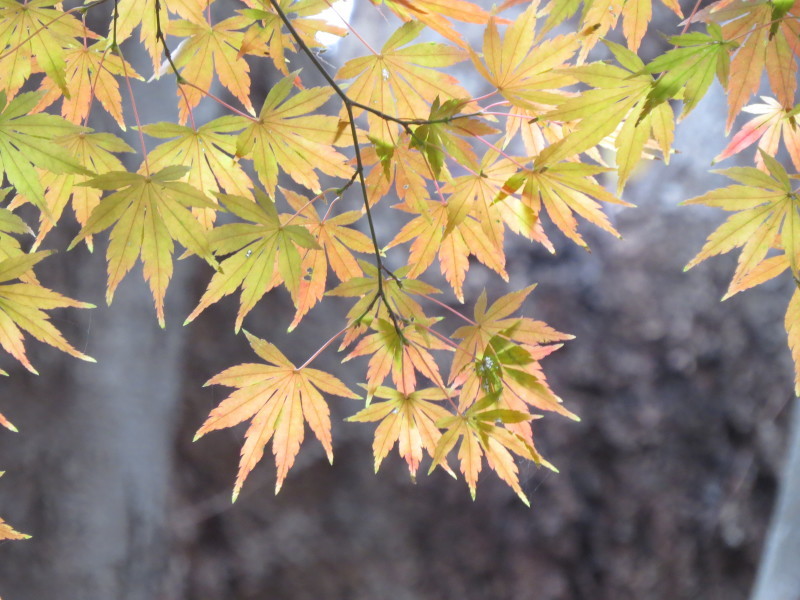 千葉　八千代市　貝殻亭　近くのもみじ　紅葉_e0117266_12393126.jpg