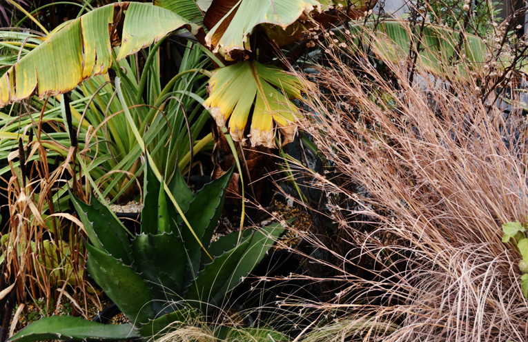 【大株】アガベ フェロックスグリーンゴブレット アガベ サルミアナ・フェロックス ”グリーンゴブレット