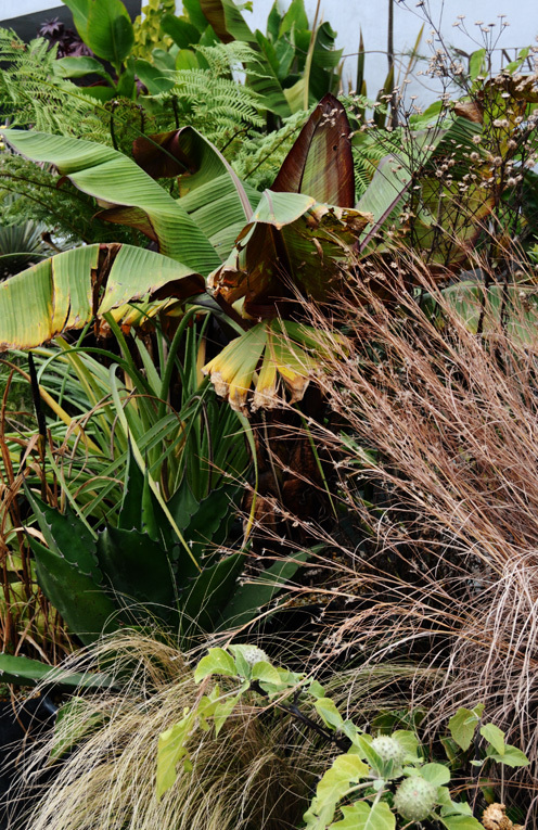 アガベ フェロックス　グリーンゴブレット斑入り アガベ フェロックス グリーンゴブレット斑入り アガベ