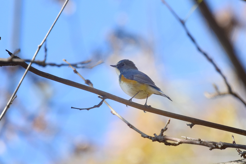 青くなったルリビタキ 雄の二年目?_f0053272_8543758.jpg